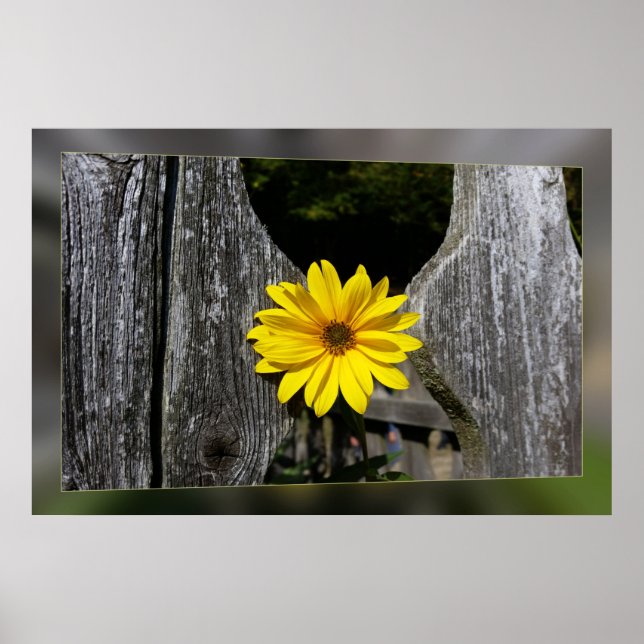 Gelbe Blume Poster (Vorne)