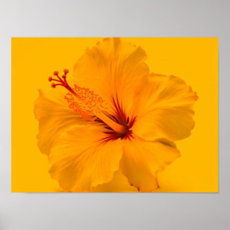 Gelbe Blume Poster