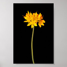 Gelbe Blume Poster