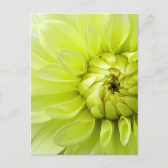 Gelbe Blume Postkarte (Vorderseite)