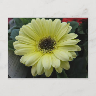 Gelbe Blume Postkarte