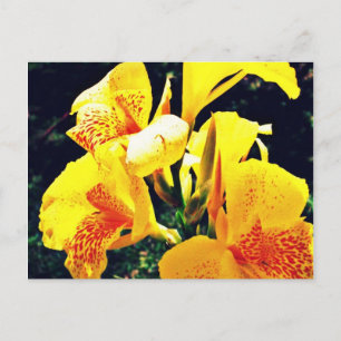Gelbe Blume Postkarte