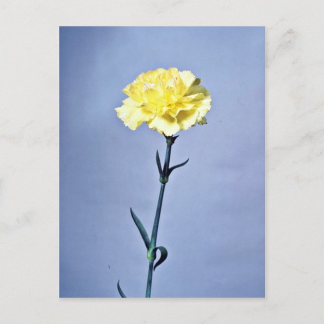 Gelbe Blume Postkarte (Vorderseite)