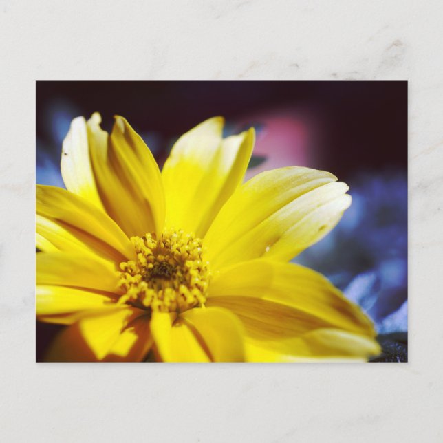 Gelbe Blume Postkarte (Vorderseite)