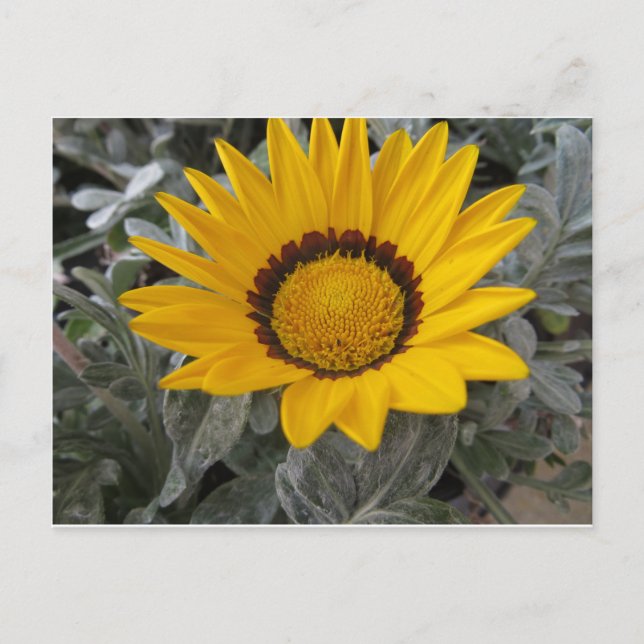 Gelbe Blume Postkarte (Vorderseite)