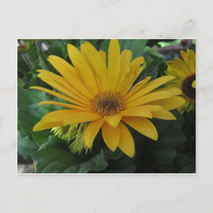 Gelbe Blume Postkarte