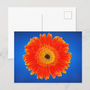 Gelbe Blume Postkarte