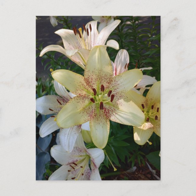 Gelbe Blume Postkarte (Vorderseite)