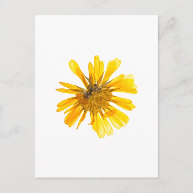 Gelbe Blume Postkarte (Vorderseite)