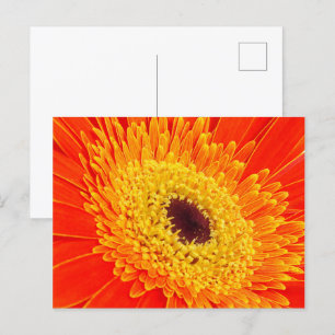 Gelbe Blume Postkarte