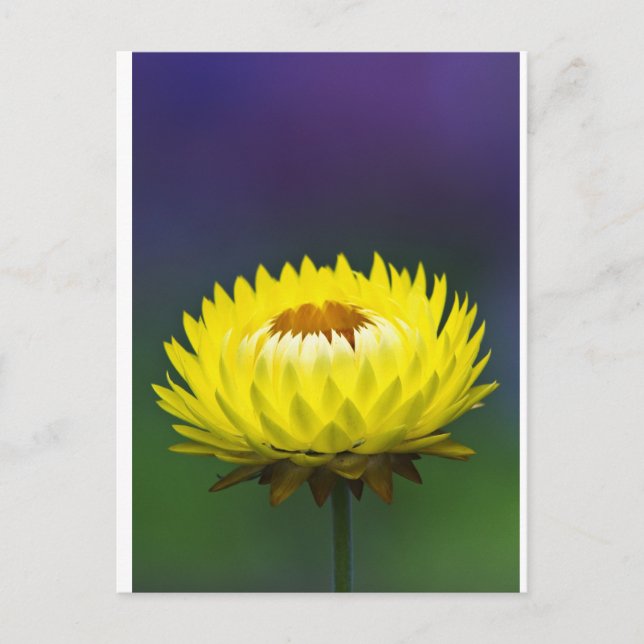 Gelbe Blume Postkarte (Vorderseite)