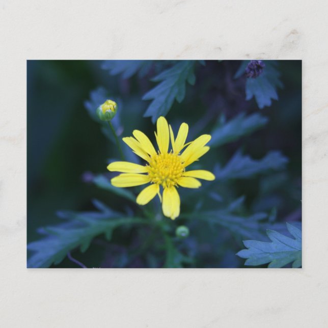 gelbe Blume Postkarte (Vorderseite)