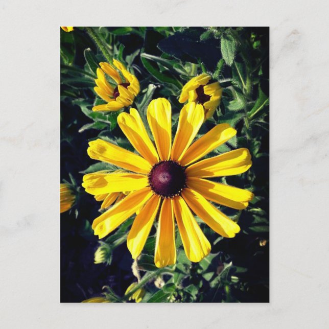 Gelbe Blume Schwarz-Mit Augen Susan Postkarte (Vorderseite)