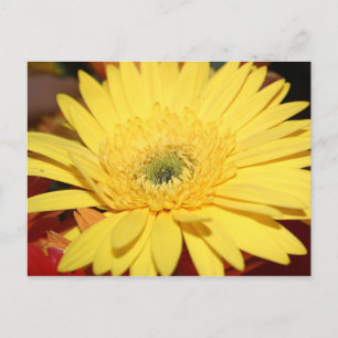 Gelbe Blume Sonnenblume Postkarte