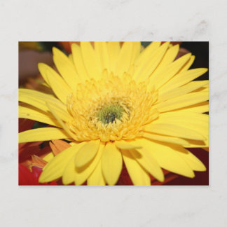 Gelbe Blume Sonnenblume Postkarte