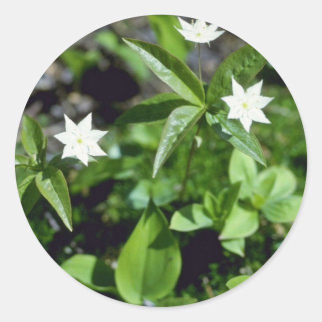 Gelbe Blume (Trientalis Borealis) Blume Runder Aufkleber (Vorderseite)