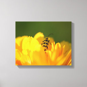 Gelbe Blume überzogene Leinwand
