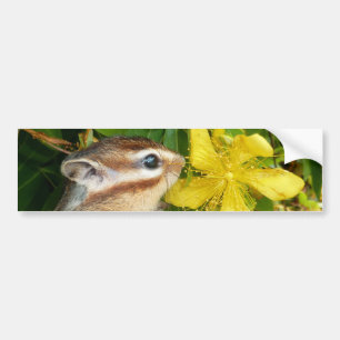 Gelbe Blume und Chipmunk (4) Autoaufkleber