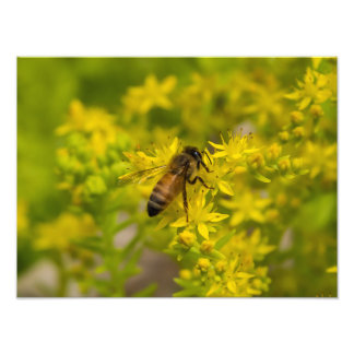 Gelbe Blume und Honigbiene Maleny 2016 Fotodruck