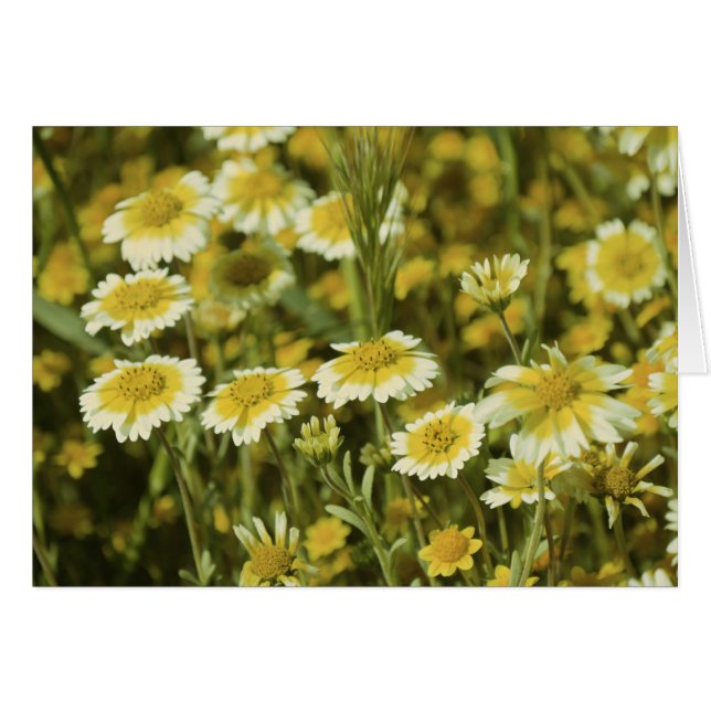 Gelbe Blumen (Vorderseite (Horizontal))