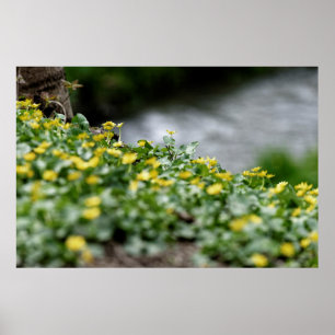 gelbe Blumen am Flussufer Poster