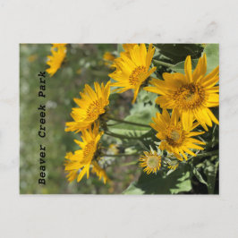 Gelbe Blumen Bärenpaw Mtns Postkarte