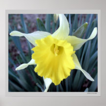 Gelbe Blumen Daffodien Dickdarm Blume Foto