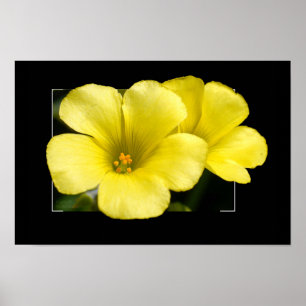 gelbe Blumen drucken Poster