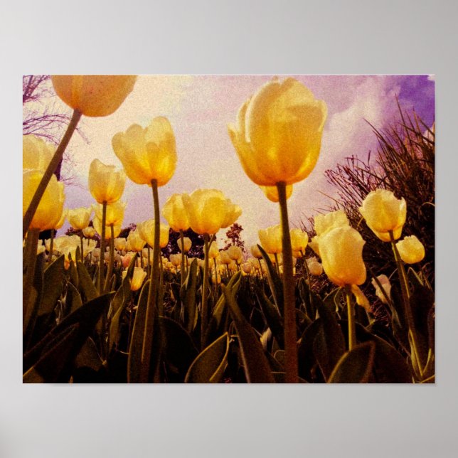 Gelbe Blumen Foto Poster (Vorne)