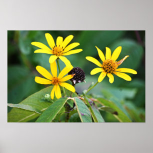 Gelbe Blumen Foto Poster
