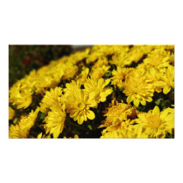 Gelbe Blumen Fotodruck