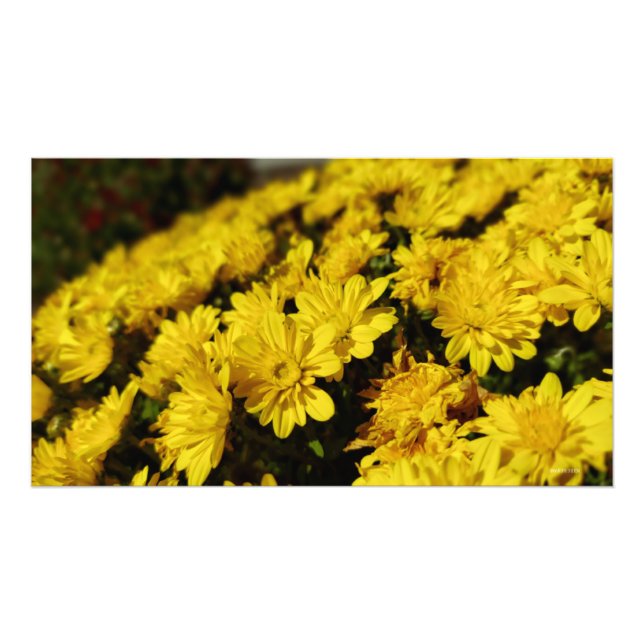 Gelbe Blumen Fotodruck (Vorne)