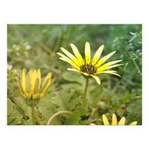 Gelbe Blumen Fotodruck