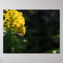 Gelbe Blumen Hummeln Natur Fotografie