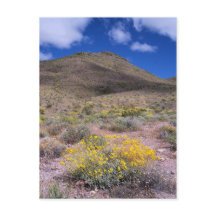 Gelbe Blumen im Todestal