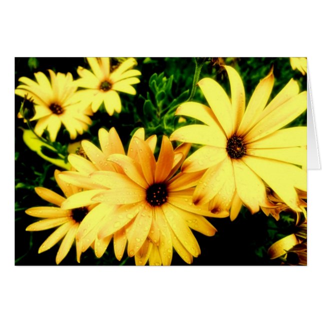 Gelbe Blumen mit Regentropfen-Blumen-Karte (Vorderseite (Horizontal))