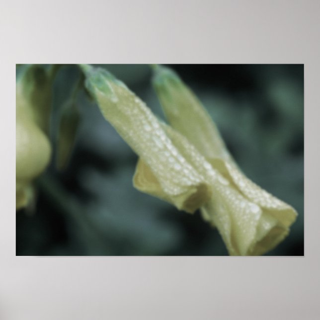 Gelbe Blumen - Morgentau Poster (Vorne)