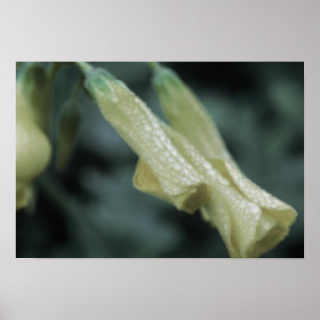 Gelbe Blumen - Morgentau Poster (Vorne)