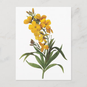 Gelbe Blumen, Pierre Joseph Redouté Postkarte