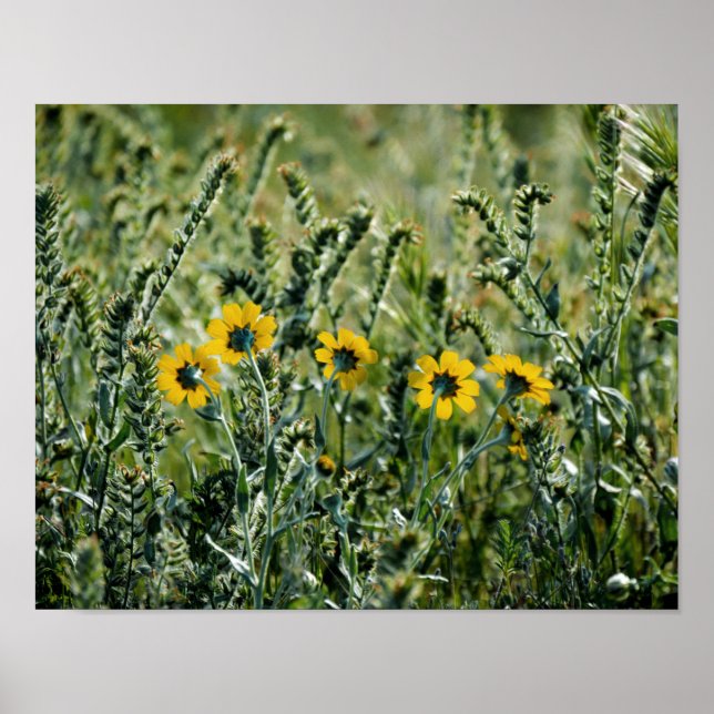 Gelbe Blumen Poster (Vorne)