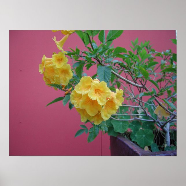 Gelbe Blumen Poster (Vorne)