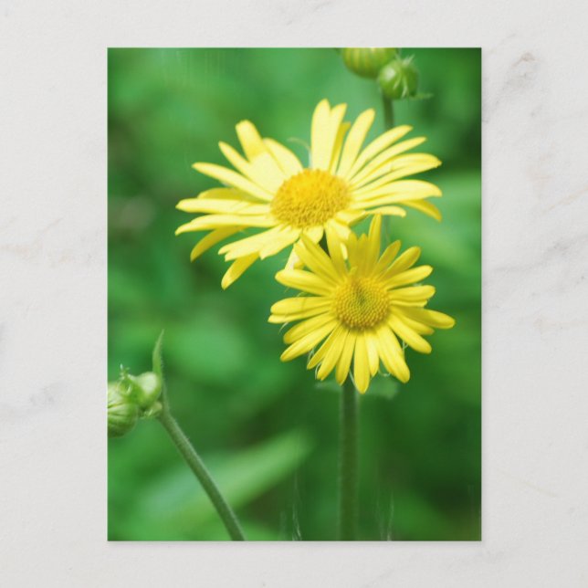 Gelbe Blumen Postkarte (Vorderseite)