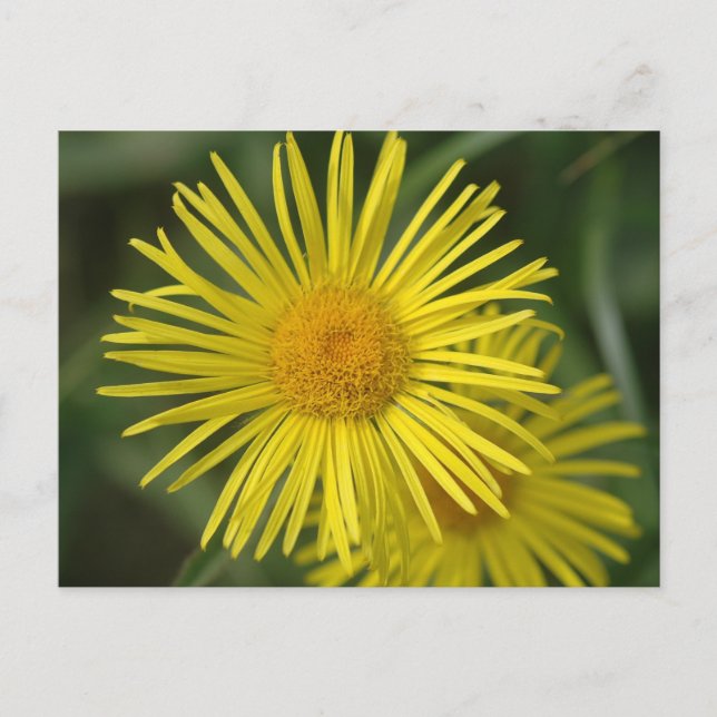 Gelbe Blumen Postkarte (Vorderseite)