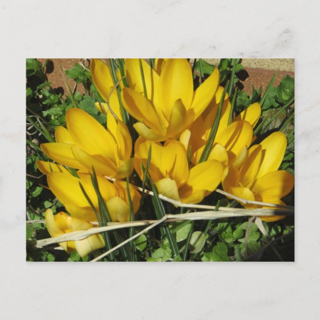 Gelbe Blumen Postkarte (Vorderseite)