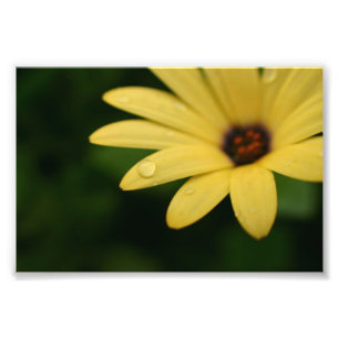 Gelbe Blumenphotographie-Druckkunst des Fotodruck