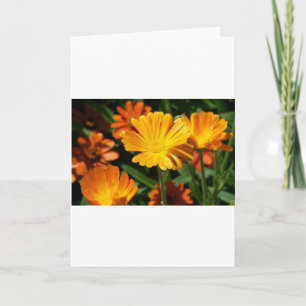 Gelbe Blüten Blume Kunst Liebe Schicksal Dankeskarte