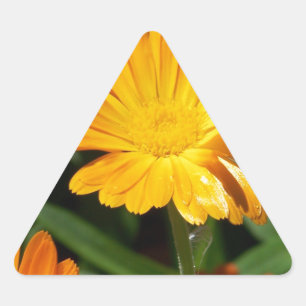 Gelbe Blüten Blume Kunst Liebe Schicksal Dreieckiger Aufkleber