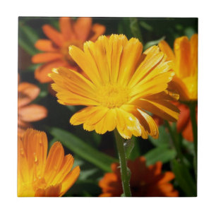 Gelbe Blüten Blume Kunst Liebe Schicksal Fliese