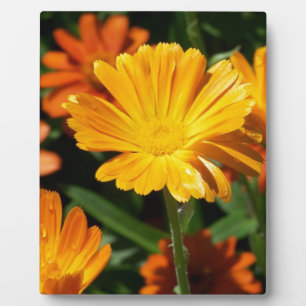 Gelbe Blüten Blumen Kunst Frieden Liebe Schicksal Fotoplatte