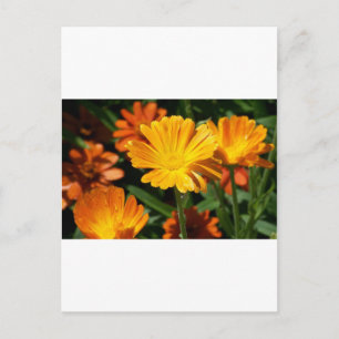 Gelbe Blüten Blumen Kunst Frieden Liebe Schicksal Postkarte